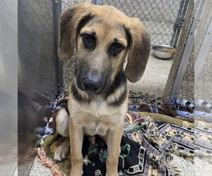 Mutt Dogs for adoption in Martinsburg, WV, USA