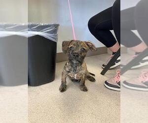 Mutt Dogs for adoption in Long Beach, CA, USA