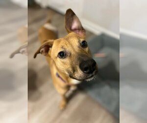 Small Canaan Dog-Labrador Retriever Mix