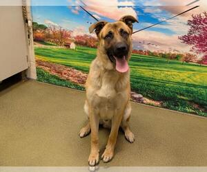 German Shepherd Dog-Unknown Mix Dogs for adoption in Moreno Valley, CA, USA
