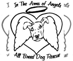 American Pit Bull Terrier Dogs for adoption in Tucson, AZ, USA