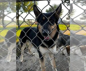 German Shepherd Dog Dogs for adoption in Oakdale, CA, USA