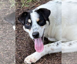 Mutt Dogs for adoption in Rockaway, NJ, USA
