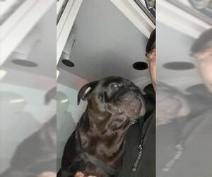 Pug Dogs for adoption in Houston, TX, USA