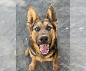German Shepherd Dog Dogs for adoption in Santa Barbara, CA, USA