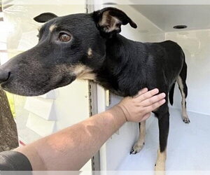 German Shepherd Dog-Unknown Mix Dogs for adoption in Houston, TX, USA