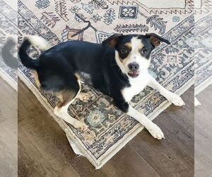 Jack-Rat Terrier Dogs for adoption in Batavia, OH, USA