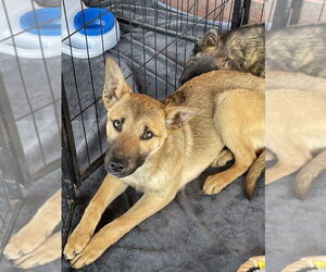 German Shepherd Dog-Unknown Mix Dogs for adoption in Bolivar, MO, USA