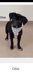 Medium Photo #1 Bagle Hound Puppy For Sale in Waynesboro, PA, USA