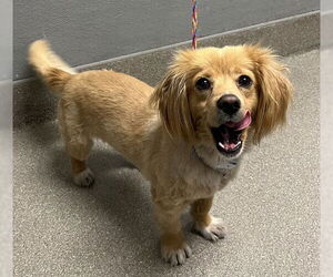 Dachshund-Unknown Mix Dogs for adoption in Las Vegas, NV, USA