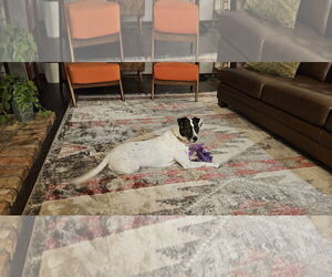 Jack-Rat Terrier Dogs for adoption in Princeton, MN, USA