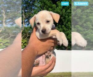 Jack Chi Dogs for adoption in Sanford, FL, USA