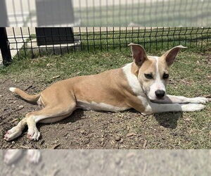American Staffordshire Terrier-Unknown Mix Dogs for adoption in San Antonio, TX, USA