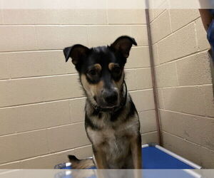 German Shepherd Dog-Unknown Mix Dogs for adoption in Waco, TX, USA