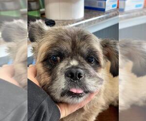 Pekingese Dogs for adoption in Parker Ford, PA, USA