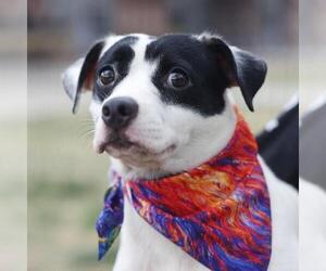 Mutt Dogs for adoption in San Antonio, TX, USA