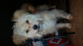 Cairn Terrier-Unknown Mix Dogs for adoption in Princeton, MN, USA
