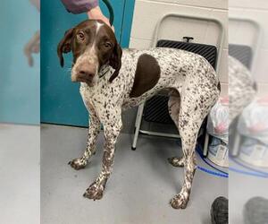 German Shorthaired Pointer Dogs for adoption in Peoria, IL, USA