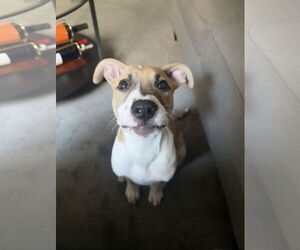 Labrador Retriever Dogs for adoption in The Woodlands, TX, USA