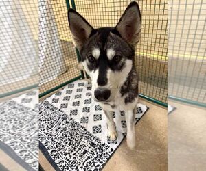 Siberian Husky-Unknown Mix Dogs for adoption in Calgary, Alberta, Canada