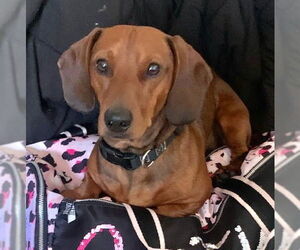 Dachshund Dogs for adoption in Los Angeles, CA, USA