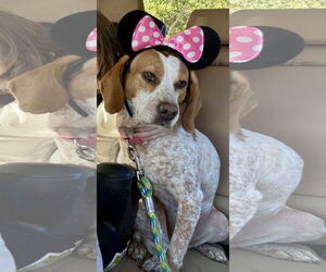 Beagle-Unknown Mix Dogs for adoption in Okolona, MS, USA