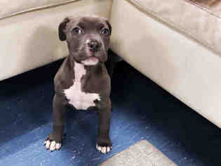 Medium Photo #1 American Pit Bull Terrier Puppy For Sale in Hampton Bays, NY, USA