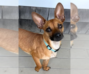 Chihuahua-Unknown Mix Dogs for adoption in Cranston, RI, USA