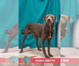 Bulldog-Unknown Mix Dogs for adoption in Mobile, AL, USA