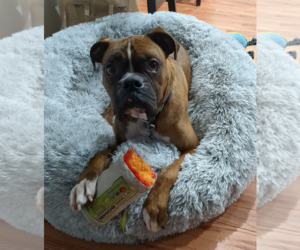 Boxer Dogs for adoption in Burnsville, MN, USA