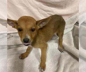 German Shepherd Dog-Unknown Mix Dogs for adoption in Modesto, CA, USA