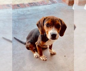 Medium Photo #1 Beagle Puppy For Sale in Sanderson, FL, USA