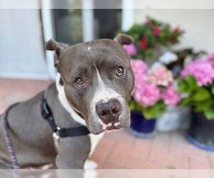 American Staffordshire Terrier-Unknown Mix Dogs for adoption in Lake Forest, CA, USA