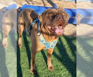 American Bulldog-Labrador Retriever Mix Dogs for adoption in HESPERIA, CA, USA