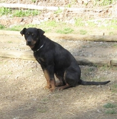 Small Rottweiler Mix