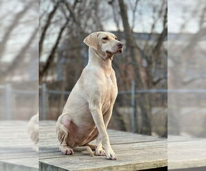 Mutt Dogs for adoption in Elmsford, NY, USA