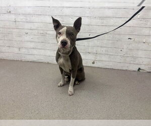 Mutt Dogs for adoption in San Bernardino, CA, USA