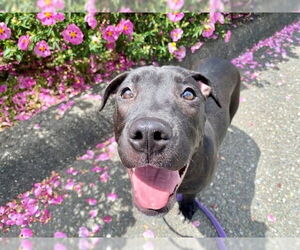 American Pit Bull Terrier-Unknown Mix Dogs for adoption in Santa Rosa, CA, USA