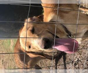 Golden Labrador Dogs for adoption in Coleman, TX, USA