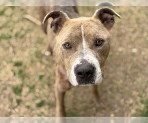 American Pit Bull Terrier Dogs for adoption in Tulsa, OK, USA