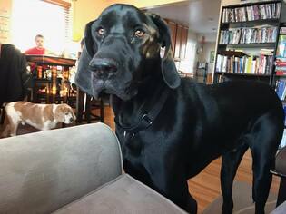 Great Dane Dogs for adoption in Buffalo, MN, USA