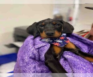 Doberman Pinscher Dogs for adoption in Alameda, CA, USA