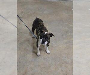 Boston Terrier-Unknown Mix Dogs for adoption in Pueblo, CO, USA