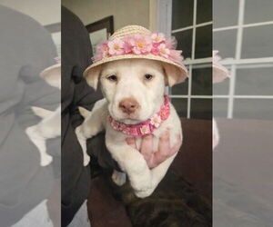 Labrador Retriever-Unknown Mix Dogs for adoption in Mt. Laurel, NJ, USA