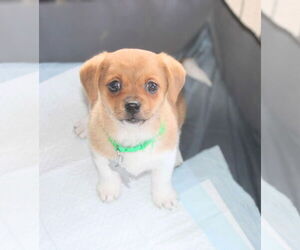Chihuahua-Unknown Mix Dogs for adoption in Holly Springs, NC, USA