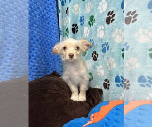 Maltese-Spaniel Mix Dogs for adoption in Chico, CA, USA
