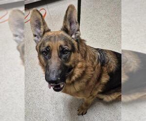 German Shepherd Dog Dogs for adoption in Bakersfield, CA, USA