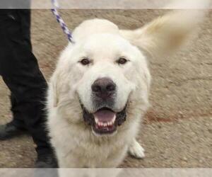 Great Pyrenees Dogs for adoption in Ojai, CA, USA