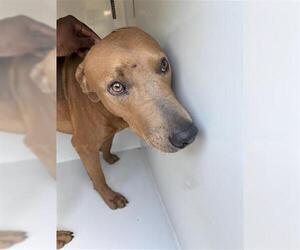 Labrador Retriever Dogs for adoption in Houston, TX, USA