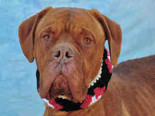 Dogue de Bordeaux Dogs for adoption in Louisville, KY, USA